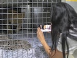 Maggie Shaarawi, of Animals Lebanon, films Sara the lion cub in a crate before the animal is transferred out of the country, on Thursday.