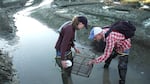 Emily Grason and Sean McDonald of the Washington Sea Grant Crab Team set traps on San Juan Island for invasive green crabs.
