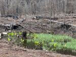 Large trees were felled into a wetland in the area off Highway 22 that burned in the Beachie Creek fire.