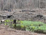 Large trees were felled into a wetland in the area off Highway 22 that burned in the Beachie Creek fire.