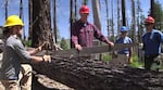 Aaron Babcock teaches volunteers how to use an old-fashioned crosscut saw.