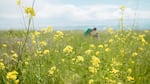 With its native host plant under threat by sea level rise, the island marble is relying on non-native plants to survive. Amy Lambert has been planting field mustard in the prairies of American Camp and monitoring survival rates for eggs and caterpillars.