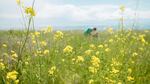 With its native host plant under threat by sea level rise, the island marble is relying on non-native plants to survive. Amy Lambert has been planting field mustard in the prairies of American Camp and monitoring survival rates for eggs and caterpillars.