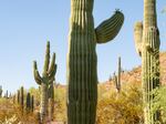 Mature saguaro cacti at the Desert Botanical Garden in Phoenix, Arizona on Friday, June 28, 2024. Dr. Hernandez is a New World Succulents Cactus scientist and launched the Saguaro Cactus Census in 2020. Her projects aim to preserve biodiversity of Saguaros across the Sonoran Desert.