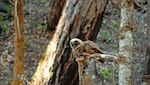 FILE - In this photo taken on July 10, 2009, two spotted owls share a branch in the Klamath National Forest near Happy Camp, California.