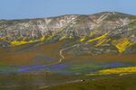 Flowers are splattered across the landscape at Carrizo Plains.