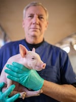 Revivicor's David Ayares acknowledges concerns about breeding pigs to provide organs for transplantation but says that this is a "higher purpose" than consuming them as food.