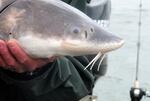 Sturgeon, the enormous Northwest fish, is now “catch-and-release” only on the lower Columbia. Biologists are still studying the causes of the sturgeon’s slow decline there.