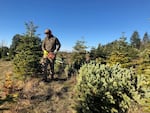 Grant Robinson cuts pesticide-free Christmas trees on a farm near Molalla, Ore.