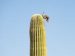 A white-winged dove eats saguaro fruit at the Desert Botanical Garden in Phoenix, Arizona on Friday, June 28, 2024. Saguaros provide food and shelter to many of the Sonoran Desert fauna.