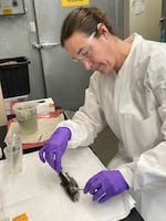 In this provided image, ODFW senior fish pathologist Dr. Aimee Reed examines a rainbow trout affected by the parasite.
