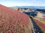 Fall colors on the tundra of the Ptarmigan Ridge trail in the Mount Baker Wilderness on on Sept. 23, 2021