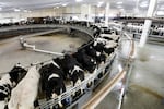 FILE - Cows are milked on a large carousel at a dairy in Pickett, Wis., Dec. 4, 2019. The Oregon Department of Agriculture is working with its neighbors and several other state offices on a plan to respond if a suspected case of avian flu is reported in Oregon dairy cows.