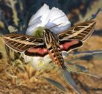 A a white-lined sphinx pollinates a pale evening primrose flower.