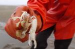 A sand shrimp caught in Coos Bay.