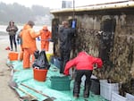 Workers from Oregon Department of Fish and Wildlife remove marine organisms in order to prevent invasive species from a derelict Japanese dock that washed up on Agate Beach. Credit: OSU's Hatfield Marine Science Center.