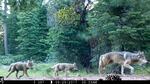 FILE - This June 29, 2017, file remote camera image provided by the U.S. Forest Service shows a female gray wolf and two of the three pups born in 2017 in the wilds of Lassen National Forest in Northern California. The Trump administration plans to lift endangered species protections for gray wolves across most of the nation by the end of 2020, the director of the U.S. Fish and Wildlife Service said Monday, Aug. 31, 2020.