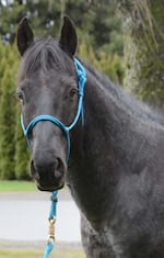 Justice after spending time a rescue facility.