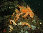 Sunflower sea stars