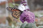 The monarch population is found primarily in Arizona, California, Idaho, Nevada, Oregon, Utah and Washington, and overwinters on the coast of California.