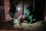 Paramedics Yozi Thomza and Yandiswa Mtshelma attend to a man who was stabbed 13 times in the back and head by robbers who wanted his shoes and mobile phone. The attack took place in a gang-afflicted neighborhood in the Cape Flats, Cape Town.