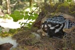 A western spotted skunk is shown in this photo taken in October 2018 outside the H.J. Andrews Experimental Forest, which is located roughly 60 miles east of Eugene. The skunk was fitted with a radio collar as part of a study to track and observe western spotted skunks, which was conducted by Marie Tosa, a postdoctoral researcher at Oregon State University.