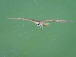 Osprey in flight.