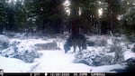 The wolf known as OR-85 (right) photographed on a trail camera in December in Siskiyou County with a second, unidentified wolf.