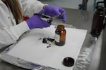 FILE - A researcher with the Washington Department of Ecology cuts up samples of artificial turf backing for analysis in the Consumer Product Studies lab at the Washington Department of Ecology.