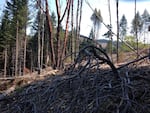 The Buck Rising site in Southern Oregon demonstrates a controversial logging practice known as variable retention harvests.