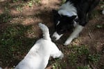 Sable the dog, right, smells another dog during the filming of the reality dating show.