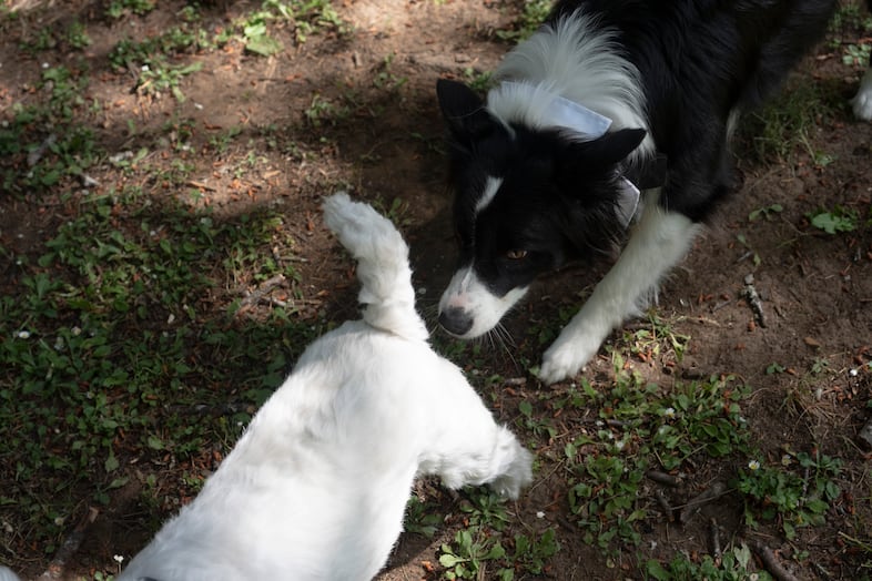 Sable the dog, right, smells another dog during the filming of the reality dating show.