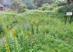 Patrick Mahaffey's coastal yard features hundreds of native flowering plants that attract pollinating insects. Mitzi's Creek is named for his mother.