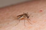 The mosquito Aedes aegypti can spread several diseases as it travels from person to person. Only the females feed on blood.