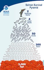 For 3,000 salmon eggs, NOAA expects just two spawning salmon to survive.