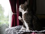 Brook Gowin's cat, KeeKee, looks out the window of her Troutdale apartment. Gowin says KeeKee is one of her best friends. One of Gowin's main goals is to make sure she has enough cat food to feed KeeKee in the event of a natural disaster.