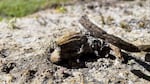 Wocus plants in Klamath Marsh National Wildlife Refuge were shriveled and brown without enough water to survive in August 2024.