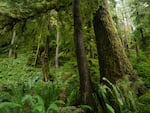 A hiker photographs a large western hemlock in an old-growth forest in Oregon’s Coast Range. Coastal forests in the region have some of the highest carbon-storing potential of any forest type in the world.