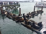 Sea lions rest on docks in Newport, Oregon.