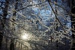 The sun shines between snow-covered branches at the Hareskoven forested area near Copenhagen, Denmark.