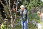 Pamela Chater remembers an eight-point bull elk people in her neighborhood named Eli. She loved watching him scratch his antlers on her cherry tree. 