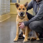 Paxton poses for a portrait at the Oregon Humane Society. 