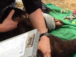 Biologists inspect Cinder the Bear's healed wounds.