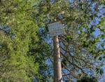 A tree sitter is stationed at the top of an old-growth ponderosa pine in the U.S. Bureau of Land Management's Poor Windy project area in Josephine County, Ore. A group of activists is fighting proposed logging in the Poor Windy project area.