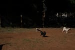 Dogs play at the PSU dog park on May 20, 2026 in Portland, Ore.