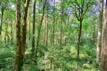 Tryon Creek State Natural Area in Southwest Portland is a temperate rainforest with moss-covered Douglas fir, western red cedar, big leaf maple and red alder trees dominating its urban forest canopy. This photo taken on Sep. 16, 2025 at Tryon Creek State Natural Area shows a view of stands of Douglas fir trees and ferns growing on the forest floor.