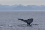 One of many humpback whales seen feeding in the Strait of Juan de Fuca on Aug. 10.