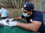 Veterinarian Amir Khalil from Four Paws International checks a monkey at a zoo in Khan Younis in the southern Gaza Strip in 2016. 