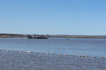 The invasive carp on Malheur National Wildlife Refuge have been a problem for decades and refuge staff are seeking solutions that could include commercial fishing.