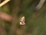 A jumping spider both makes small nesting webs and hangs by a thread — not behavior spider researchers expected from the creature.